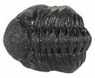 Morocops Trilobite Fossil - Rock Removed #55873-2